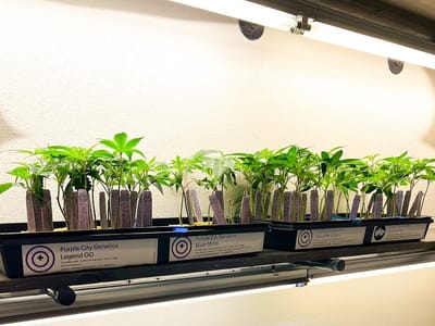 Wheelhouse Cannabis Dispensary