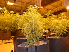 Wyoming Hemp Products