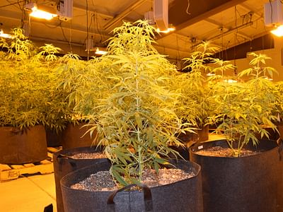 Wyoming Hemp Products