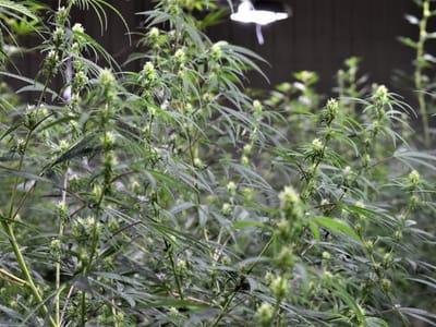 Wyoming Hemp Products