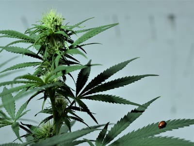 Wyoming Hemp Products