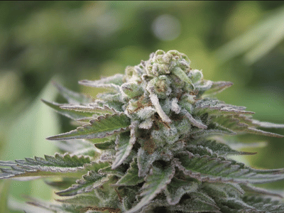 Yellowstoned Dispensaries | Montana