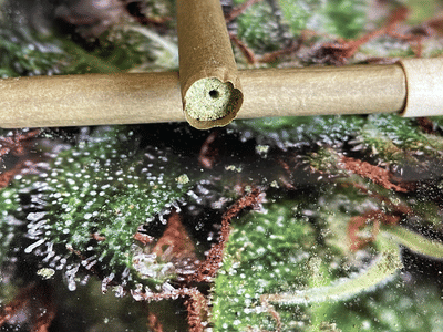 Yellowstoned Dispensaries | Montana