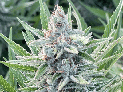 Yellowstoned Dispensaries | Montana