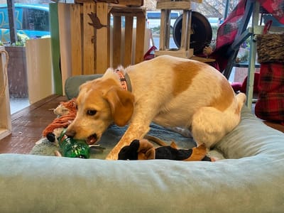 Your CBD Store | SUNMED - Hot Springs, AR