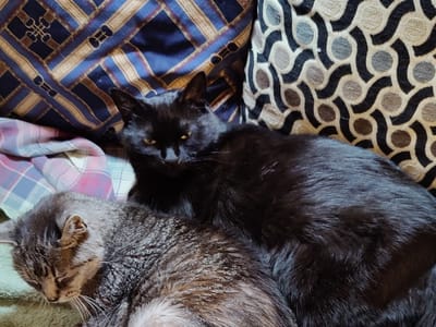 Your CBD Store | SUNMED - Windsor, CT