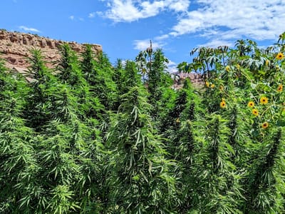 Zweedles Farmers Market